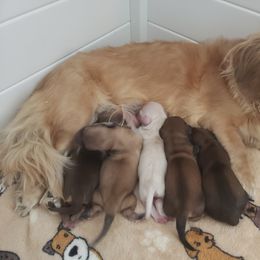 Dachshund Puppies from Cream Doxie Luv