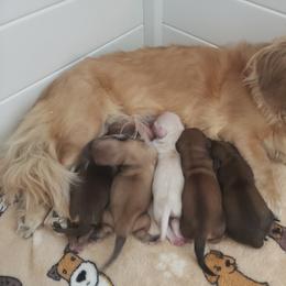 Dachshund Puppies from Cream Doxie Luv