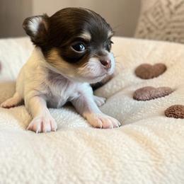 Chihuahua Puppies from Home Grown Chihuahuas From Iowa
