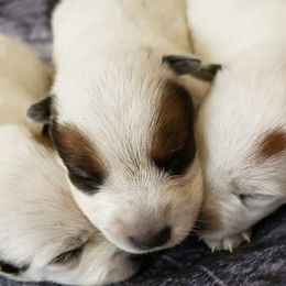 Australian Cattle Dog Puppies from Rising J Cattle Dogs