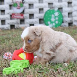 Doc - Red merle male Toy Australian Shepherd puppy in Springfield, Missouri from Long's lil Aussies