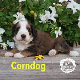 Boy 4 - male Bernedoodle puppy in Heyworth, Illinois from Cobble Creek Puppies