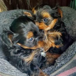 Yorkshire Terriers from Richard's Yorkies