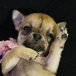 Rose - Black sabled fawn female Chihuahua puppy in Rocky Mount, Virginia from Teeny Chihuahuas