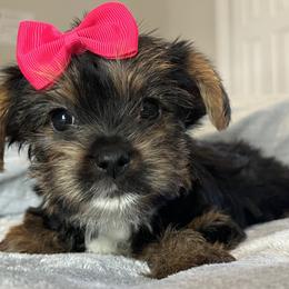 Yorkshire Terrier Puppies from The Yorkie Shack