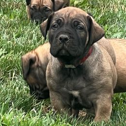 Boerboel Puppies from Fueled Kennel