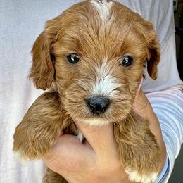 Tate - Red male Cavapoo puppy in Boardman, Ohio from Taliaferro Kennel