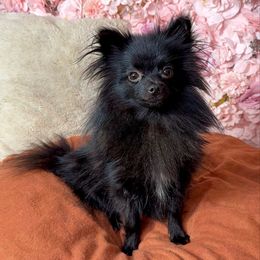 Maple - Pomeranian