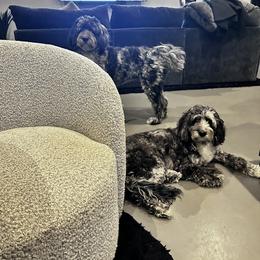 Assorted Doodle Crosses, Aussiedoodle, and Australian Shepherd Puppies from Junipersdoodles