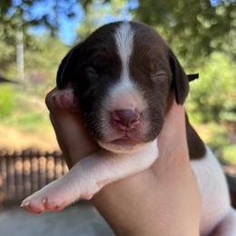 Dill - black collar - Liver and white male German Shorthaired Pointer puppy in Mokelumne Hill, California from Underhill GSP
