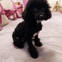 Cleopatra Tut - Poodle