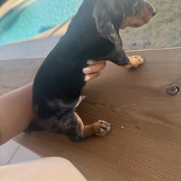 Dachshund Puppies from R & M Dachshunds