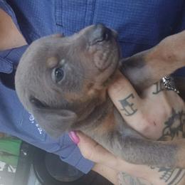 Boy 2 - Blue and rust male Doberman Pinscher puppy in Camden, South Carolina from Mo dobermans