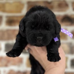 Purple girl - Black female Newfoundland puppy in Nevis, Minnesota from Faithful Acres Newfs