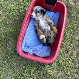 Aussiedoodle, Miniature Australian Shepherd, Poodle, and Toy Australian Shepherd Puppies from Sandy Creek Kennels