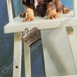 Cockapoo Puppies from Royal Cockapoo Playhouse