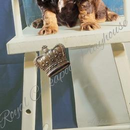 Cockapoo Puppies from Royal Cockapoo Playhouse