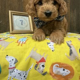 Cavapoo and Cockapoo Puppies from WoodHaven Pups MN
