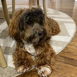 Havanese All Grown Up from Spring Meadow Havanese
