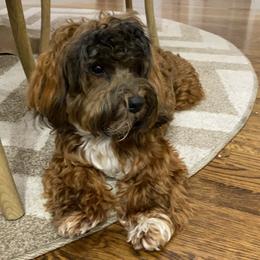 Havanese All Grown Up from Spring Meadow Havanese
