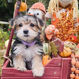 Purple Collar Girl - Black and tan female Morkie puppy in Guyton, Georgia from Fluff Town Puppies