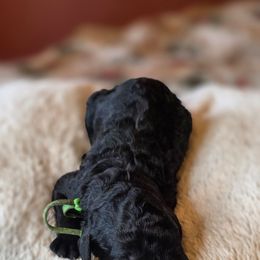 Monster - Black female Poodle puppy in Springfield, Oregon from Valaurah Farms