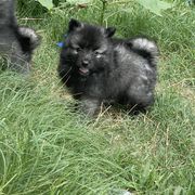 Keeshond Puppies from Kozy Keeshonden