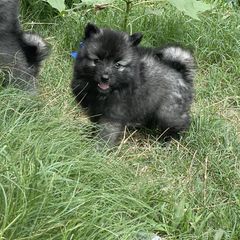 Keeshond Puppies from Kozy Keeshonden