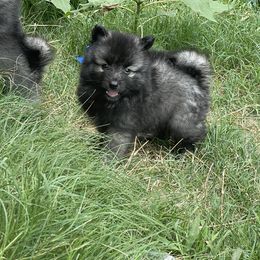 Keeshond Puppies from Kozy Keeshonden