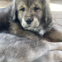 Boy 4 - Red gold sable Tibetan Mastiff puppy in Colorado Springs, Colorado from Wanderlust Tibetan Mastiffs
