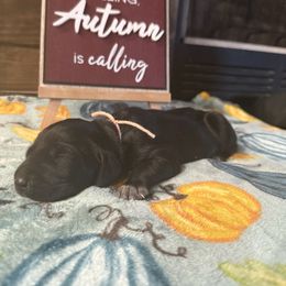 Tan - Black female German Shorthaired Pointer puppy in Huntington, Texas from B&B GSP’S