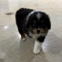 Sedona - Black tri female Miniature American Shepherd puppy in Anson, Texas from Diamond Bar N Ranch