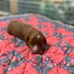 Dolly - Red female Cavapoo puppy in Thorndale, Texas from Hattie’s Texas Cavapoos