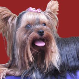 ROMAN - Yorkshire Terrier