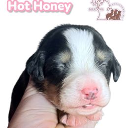 Hot Honey - Black rust and white female Bernese Mountain Dog puppy in Petersburg, Michigan from J & J Meadows