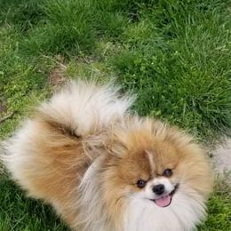 Anchor - Pomeranian