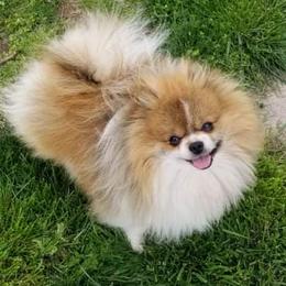 Anchor - Pomeranian