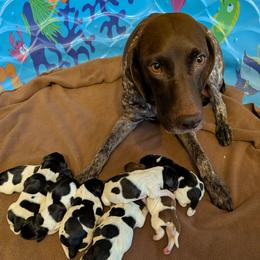 Girl 2 - Black and white female German Shorthaired Pointer puppy in Appleton, Wisconsin from Kay Quaintance's German Shorthaired Pointers