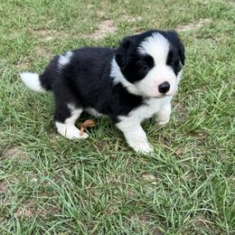 Spanky - Black male Border Collie puppy in Erwin, North Carolina from Herd That Farms