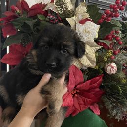 Yellow Collar Girl - Black and red female German Shepherd puppy in Gunter, Texas from Gunter Gables German Shepherds