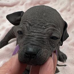Falcon - Black male Xoloitzcuintli puppy in West Jordan, Utah from Majestic Nakids