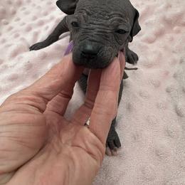 Falcon - Black male Xoloitzcuintli puppy in West Jordan, Utah from Majestic Nakids