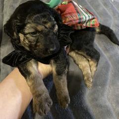 Double Doodle Puppies from Central Valley Cadoodles