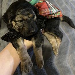 Double Doodle Puppies from Central Valley Cadoodles