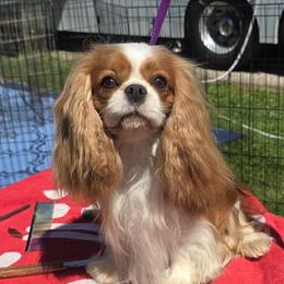 Gabbie - Cavalier King Charles Spaniel