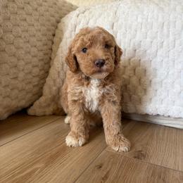Maple - Apricot female Goldendoodle puppy in Loma Rica, California from BloomingPuppies