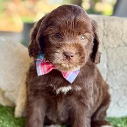Milk chocolate 2 - Chocolate male Australian Labradoodle puppy in Anderson, California from Shaggy Doodles