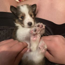 Boy 1 - male Shetland Sheepdog puppy in Elkview, West Virginia from Wild and Wonderful Shelties