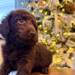 Snickerdoodle - Chocolate female Goldendoodle puppy in Macclenny, Florida from Baker County Goldendoodles