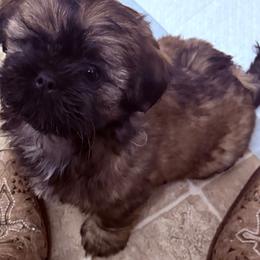 Boy2 - Brindle and white male Shih Tzu puppy in Kingsland, Georgia from Shih-Tzu Puppy Dynasty